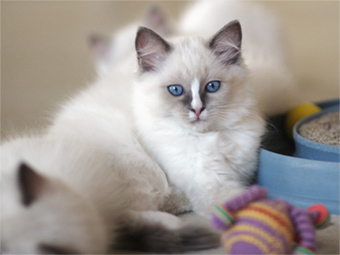 Vulkandolls Miss Undercover