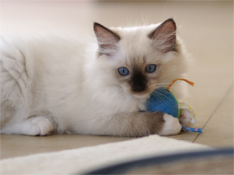 Vulkandolls Morpheus