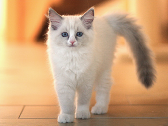 Vulkandolls Noblesse