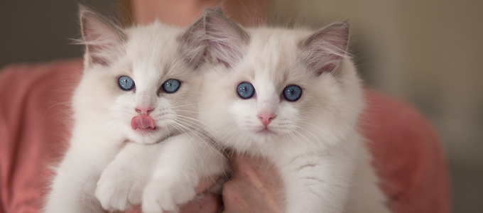 Vulkandolls Sol�a + Soraya