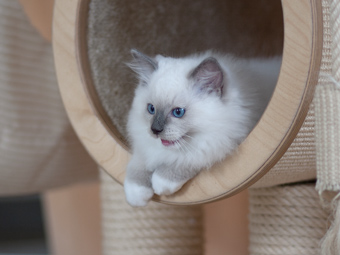 Vulkandolls Toulouse