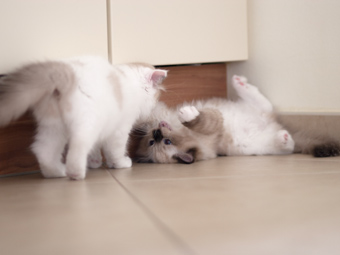 Vulkandolls Utopia+Umea