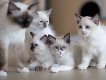 Mama und alle Kleinen