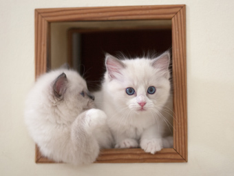 Vulkandolls Marie+Kiara