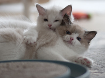 Vulkandolls Yaron+Yakari