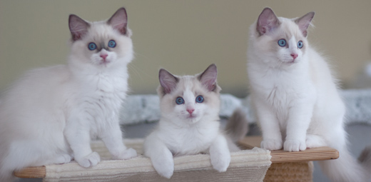 Vulkandolls Hermine+Ron+Harry