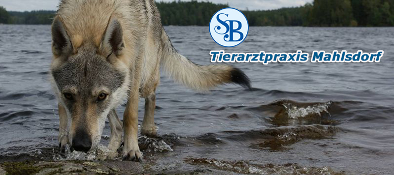 Tierarztpraxis Mahlsdorf